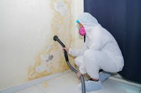 Trusted Des Arc, AR Mold Removal & Remediation Experts